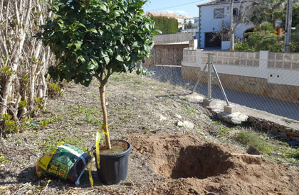 Plantación de árboles frutales en la Marina Alta