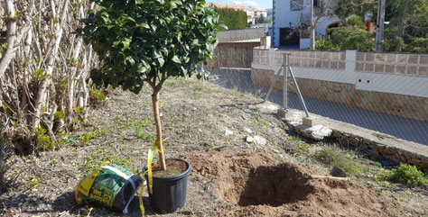 Plantación de árboles, arbustos y plantas herbáceas | Jardines DVC